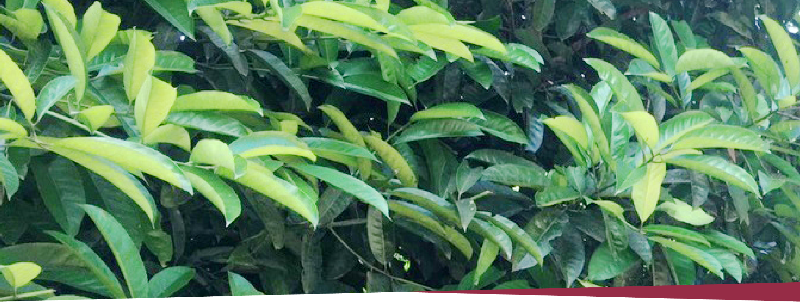 画像:カオバン茶