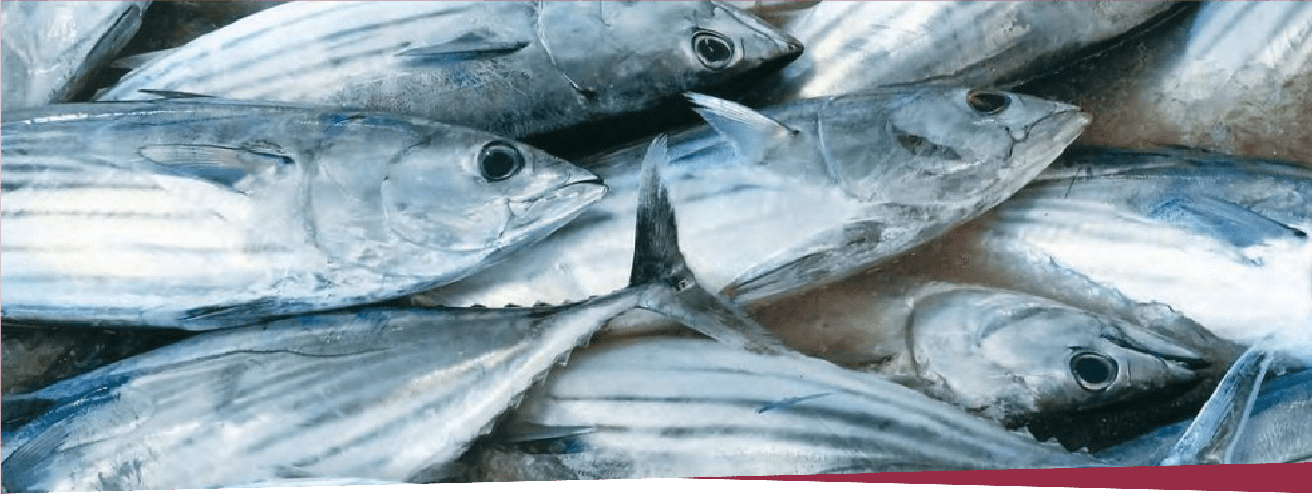 画像:DHAを含有する魚