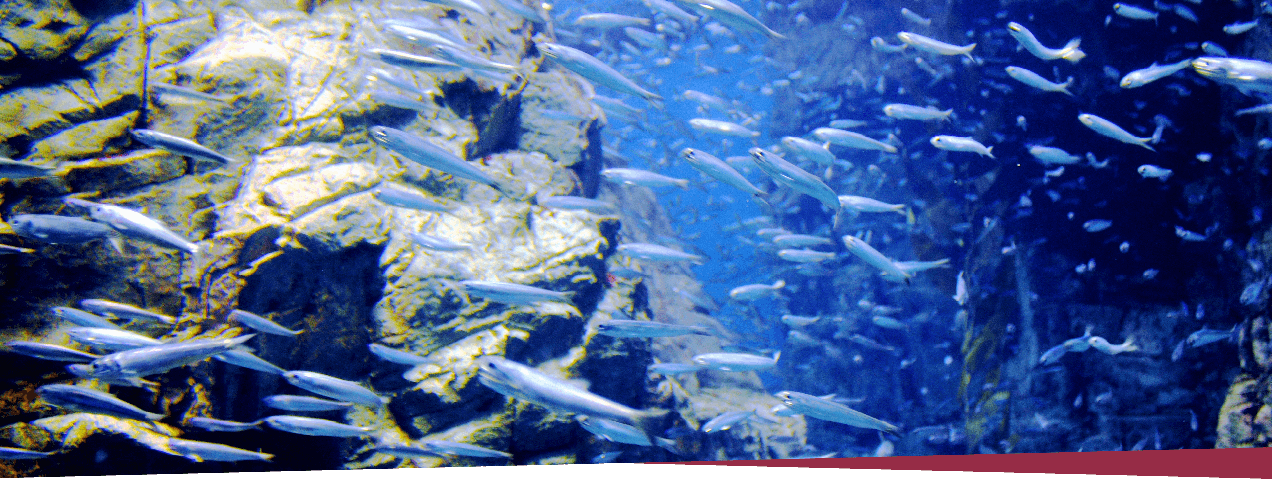 画像:EPAを含有する魚