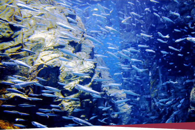 画像:EPAを含有する魚