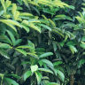 Cao-Bang Tea