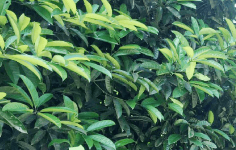 Cao-Bang Tea